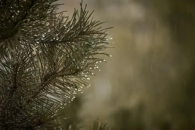 5 astuces pour revendre efficacement vos décorations de Noël
