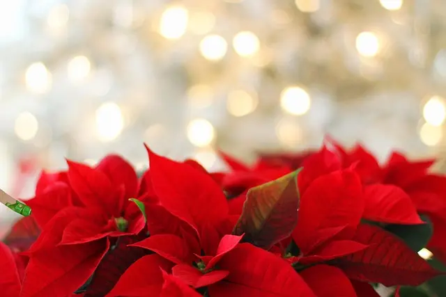 Comment créer des annonces captivantes pour vos articles de Noël