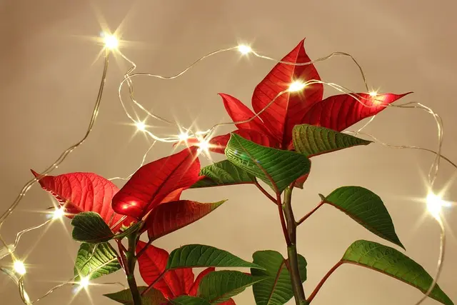 Comment créer des annonces captivantes pour vos articles de Noël