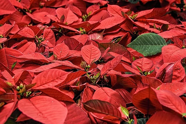 Les 10 meilleures pratiques pour réussir votre revente de Noël